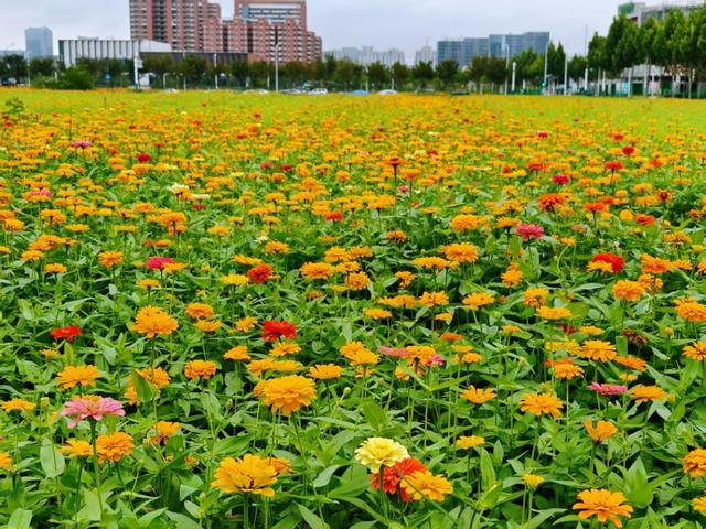 迎盛花期！这份浪漫打卡指南请收好！