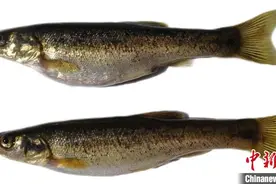 生态环境持续向好 陕西秦岭地区首次发现尖头大吻鱥图片