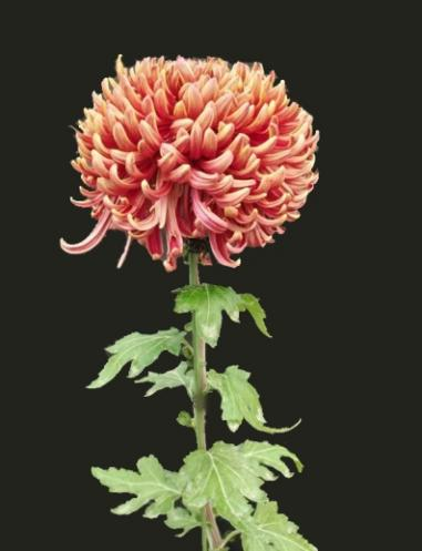 “花开北京·菊韵金秋”丨2025北京菊花文化节在北海公园盛大启幕