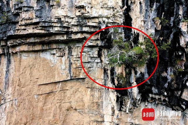 还魂草“复活”、崖柏成林、阳鱼穿溪！巴山大峡谷藏了多少宝藏？ | 创5A·巴山大峡谷更好玩