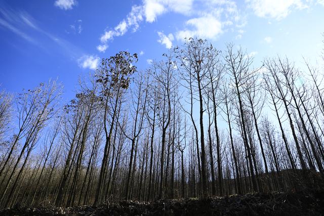 诗画冬日鹤峰：致敬冬日高山树木