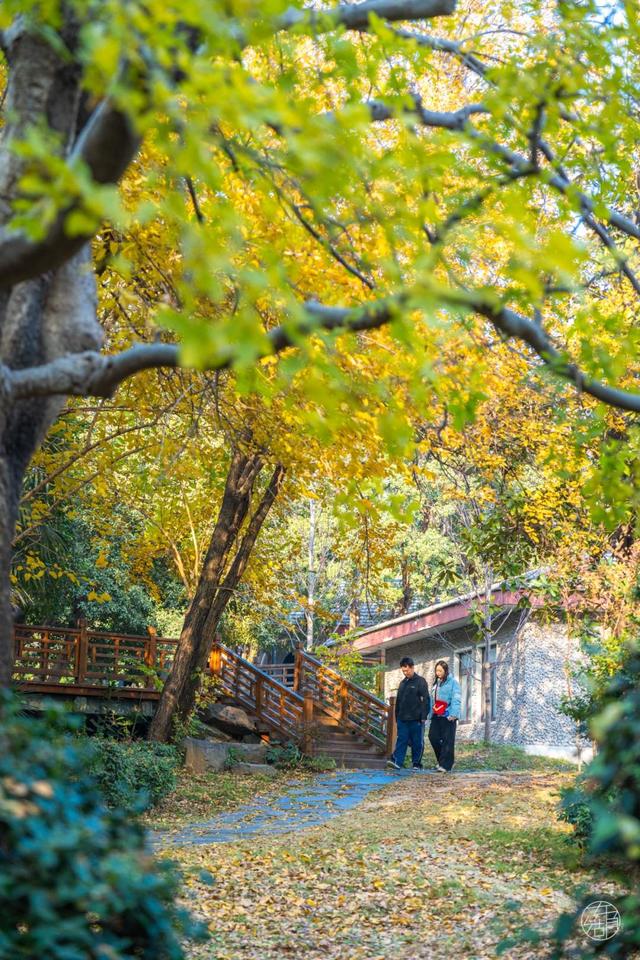 东湖冬日必打卡！观“雪”景、赏秋色、追落日！