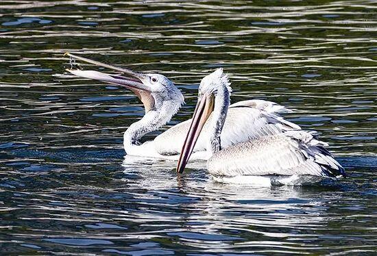 光影中的三门峡（560）