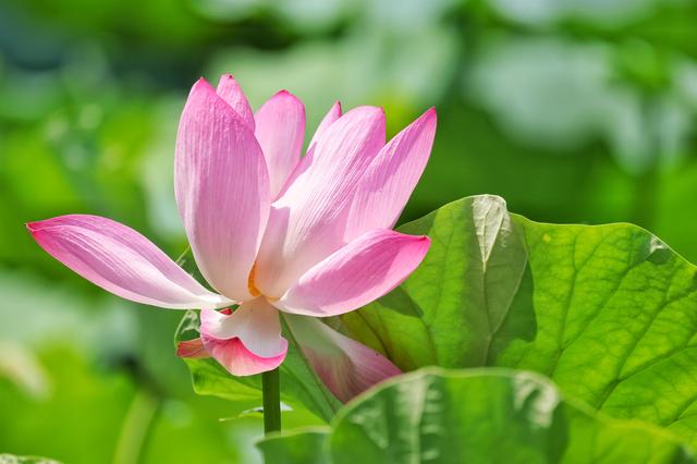 大暑时节圆明园荷花盛放 蜻蜓水鸟共绘“清凉图卷”