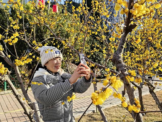 梅绽绿荫春意近，枝横金蕊暗香萦 —郑州绿荫公园蜡梅展启幕