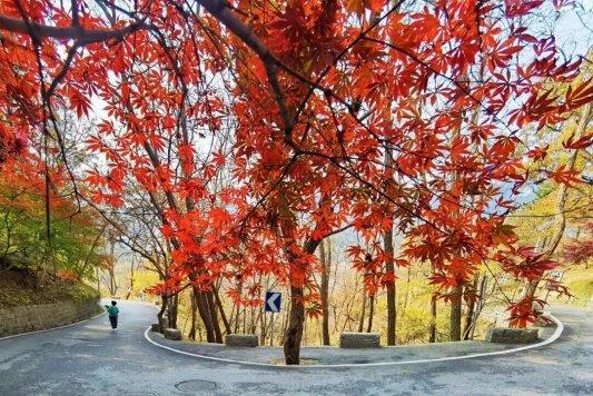 畅游青岛 文明相伴｜2025崂山赏秋地图发布，秋韵“大片”绝美上映！