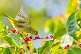 镜观中国·新华社国内新闻照片一周精选丨济南：红胁绣眼跃枝头（3）图片