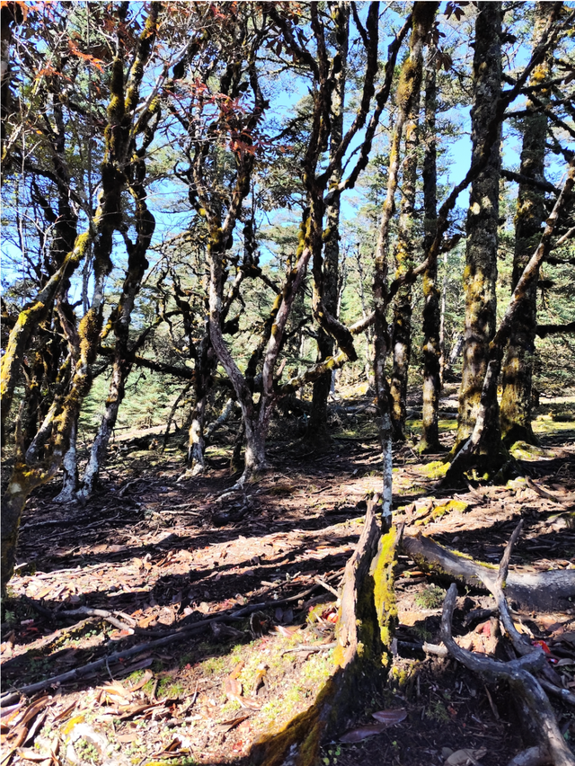 【冬季暖阳 凉山不凉】冬天的盐源！这不是仙境是什么