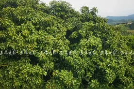 即将进入全面采摘期！今年北流荔枝产量可达14万吨图片