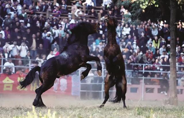 融水芦笙斗马节的精彩活动上柳州日报啦