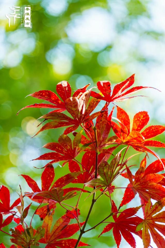 美“枫”了，快来赏！