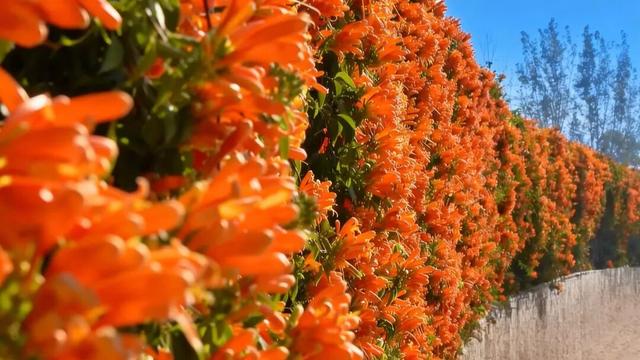 【冬季暖阳 凉山不凉】西昌打卡地+1！百米花墙震撼上线