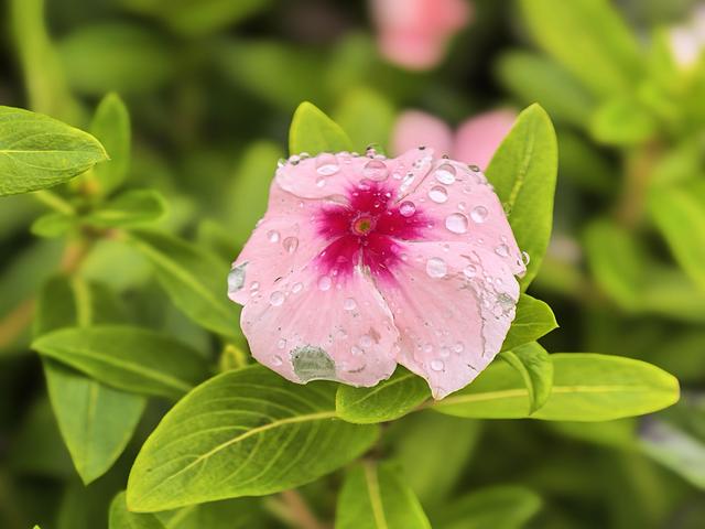 路县故城遗址公园内，雨后秋花更娇艳