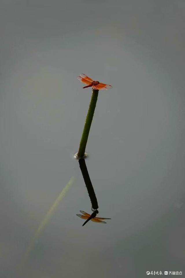 打卡章丘白云湖，清凉一片