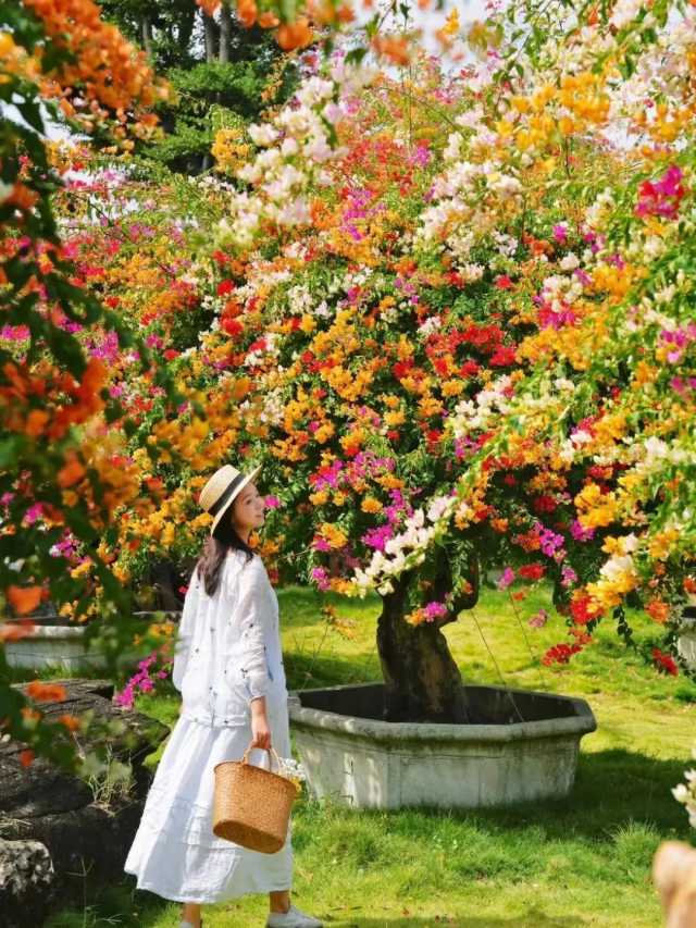 国庆就要玩好一点，“情”定陈村花花世界迷人眼