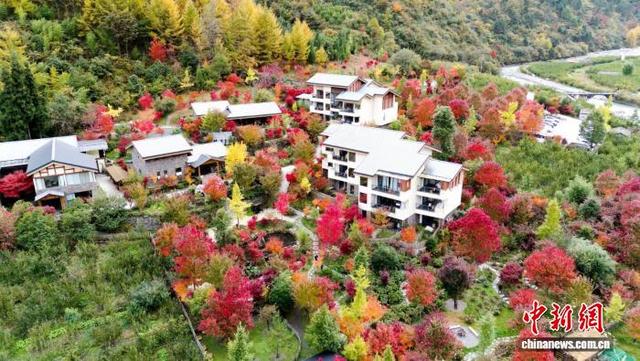 四川汶川：万亩彩林迎来最佳观赏期