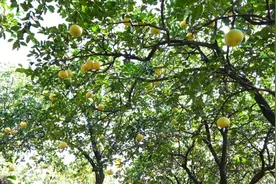 “柚”遇烦恼怎么解——对重庆地产柚的调查图片