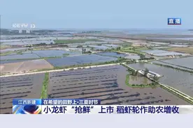 “抢鲜”上市 养出一只肥美的小龙虾需要几步？图片