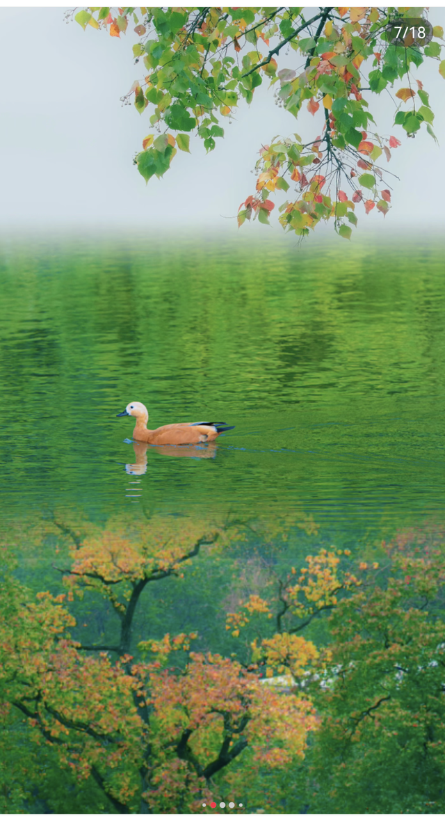 南京这里，美到刷屏了！