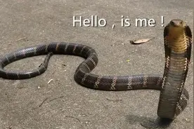 “吓人，没见过这么大的蛇！” 近期河南多地蛇出没，消防紧急提醒图片