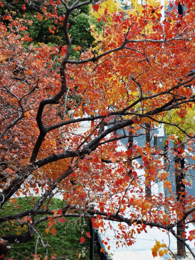 银杏黄了，乌桕红了！魔都绝美天桥美成调色盘，人少免费打卡→