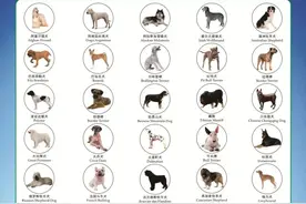 这50种犬郑州禁养！附狗证办理指南→图片