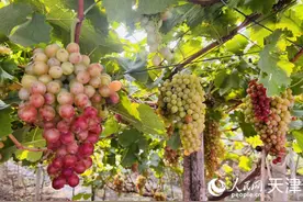 一串葡萄 甜遍村庄图片