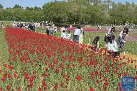 赏花、划船，乐享初夏时光图片