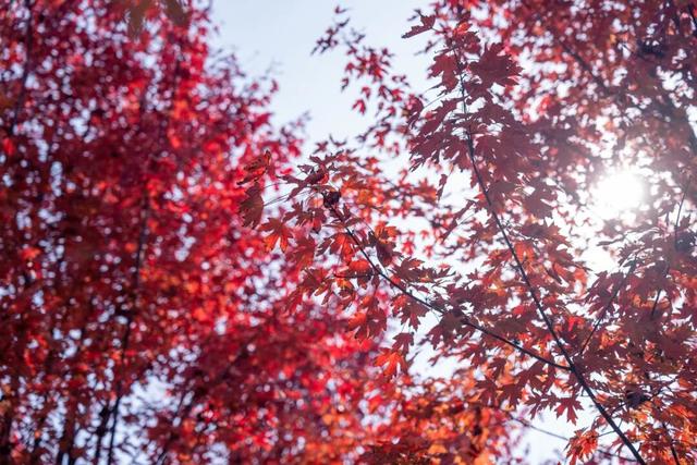 济宁冬季赏叶天花板，错过等一年的绝美景色