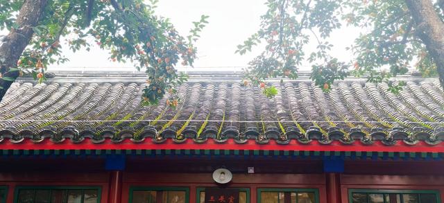 满树红彤彤，“丹柿小院”的柿子熟了