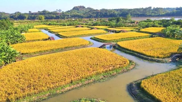 “稻”这里打卡包出片！秋日好去处，南宁版“稻香”唯美上线