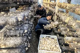 西峡县石界河镇：香菇喜丰收 乡村产业旺图片