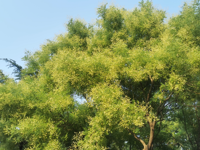 爱上潍坊丨从市树市花中研读潍坊