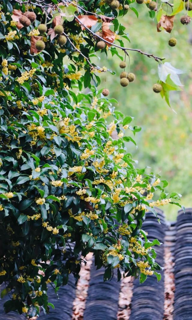 秋日限定“双骄”：从赏到玩转的完整攻略！