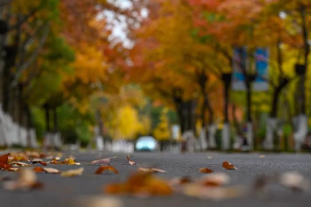 美翻了！南湖，正是红橙黄绿时