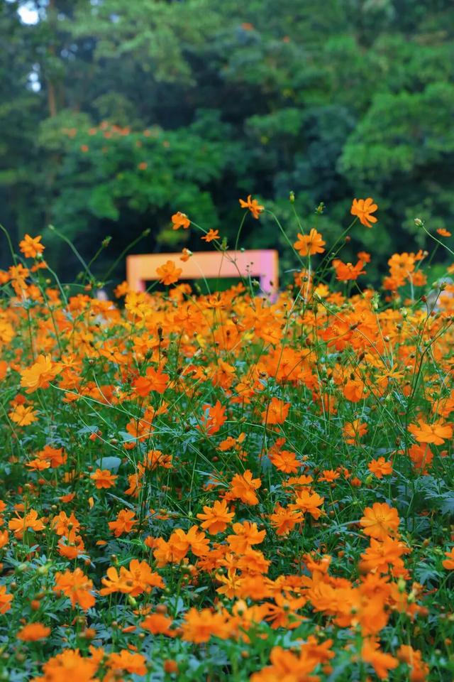 行摄 | 美爆了！秋日花海，限时上映