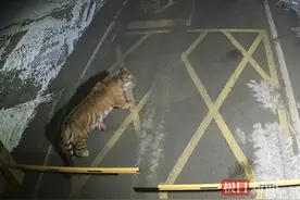 吉林珲春一矿区凌晨惊现东北虎，还咬死了一只狗，官方：暂不确定是否为咬死豹子那一只图片