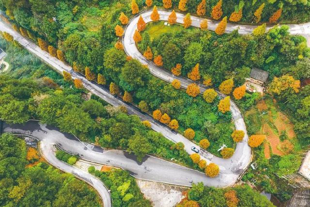 区县头条｜打卡央视同款风景！綦江古剑山水杉林迎来最佳观赏期