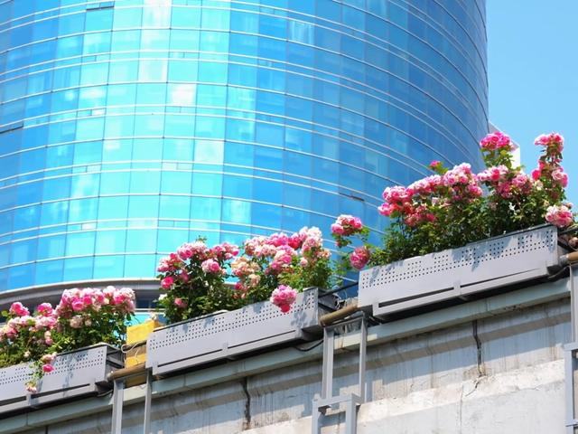 北京号最精彩 | 运河潮生活 ！城市副中心浪漫花海恍如童话世界