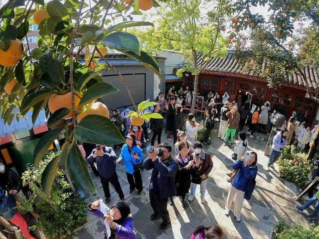 老舍故居的柿子，凭什么成了今年秋日顶流？