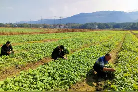 湖南零陵冬种油菜富民兴村图片