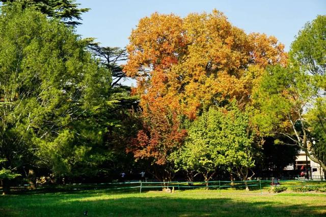 海淀这个免费公园，“藏”着秋天的所有颜色——