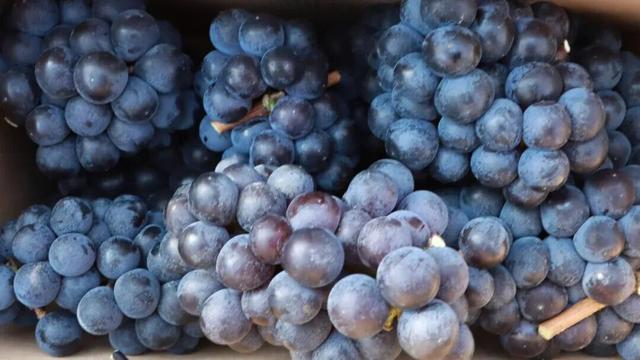 草莓正红，葡萄正甜，时光正好，把冬天的甜都摘进篮子里！