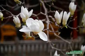 京西古寺溢兰香 大觉寺玉兰文化节开幕图片