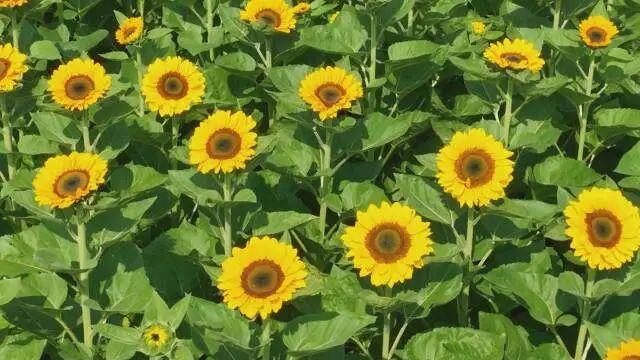 【跟着火把节游凉山】德昌麻栗镇民主村：向日葵花海绽放 开启夏日浪漫之旅