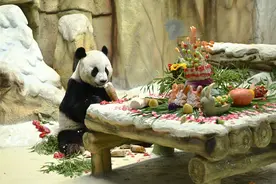 南京紫清湖野生动物世界为大熊猫举办集体生日会图片