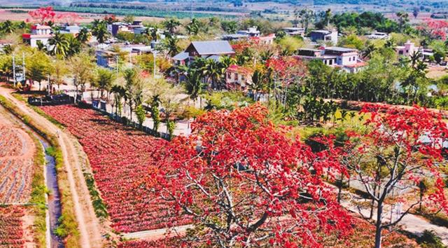 春天里，一起相约木棉花开