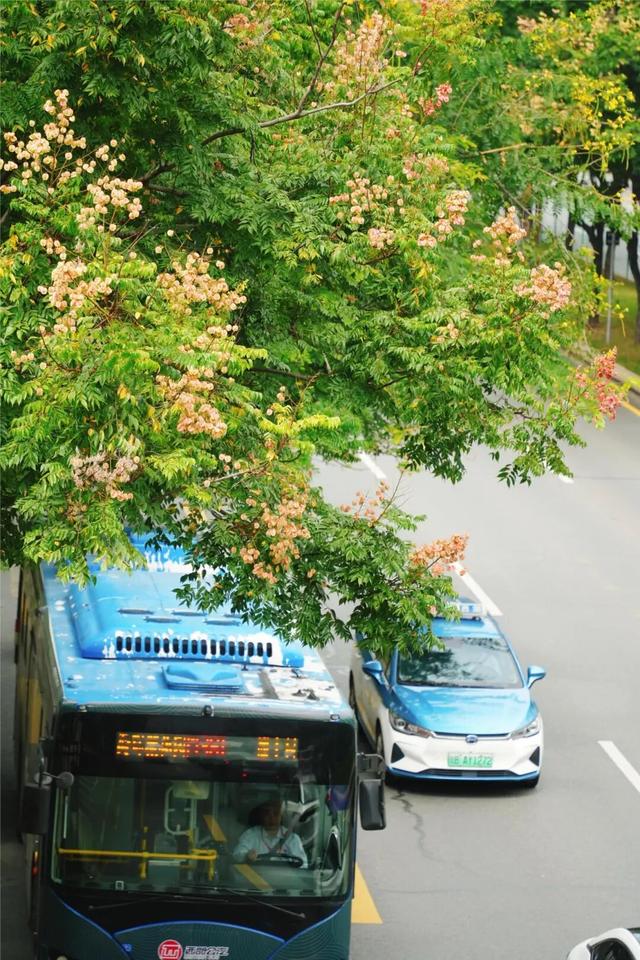 龙华，花海“大爆发”