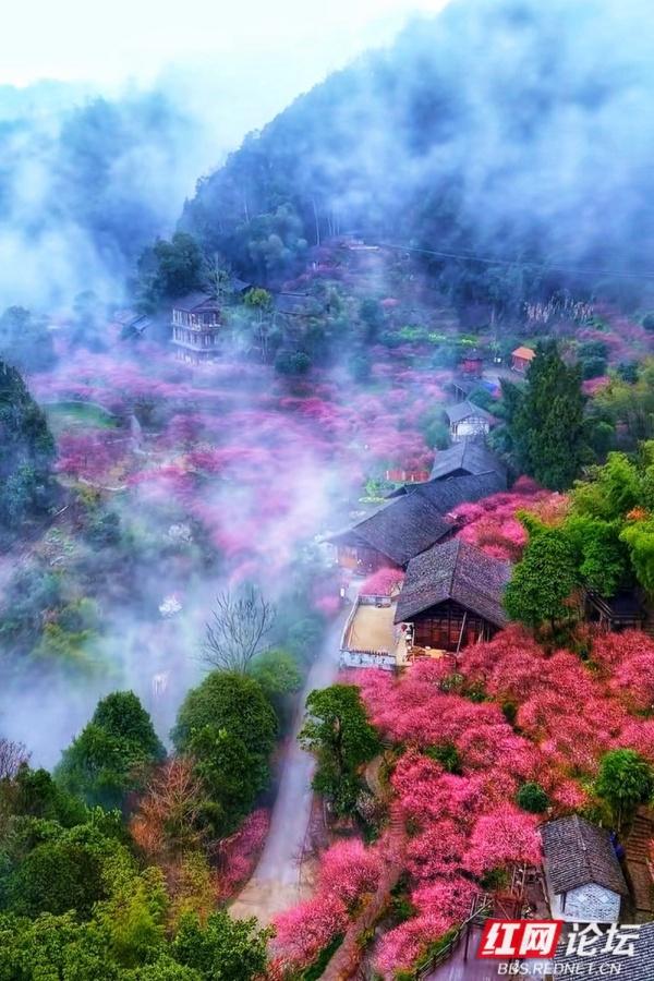 【赴春之约】晨雾漫过青瓦，胭红缀满春山