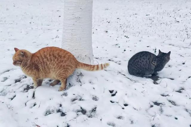 宜兴一下雪，就美成了阳羡！